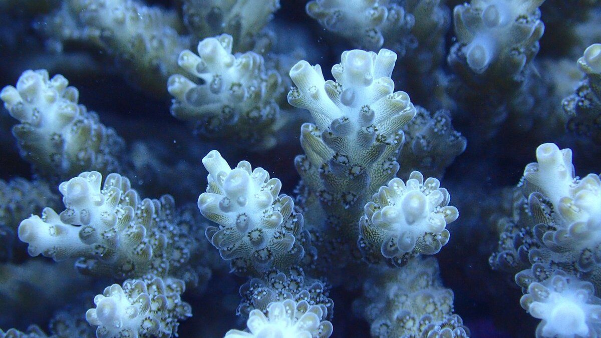 Gros plan sur les corallites d'un Acropora, montrant la structure délicate des polypes