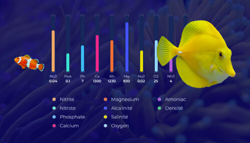 Introduction du Freemium sur Blue